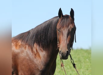 Fries paard, Ruin, 6 Jaar, 155 cm, Roodbruin