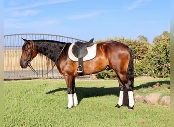 Fries paard, Ruin, 6 Jaar, 155 cm, Roodbruin