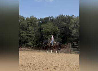 Fries paard, Ruin, 6 Jaar, 155 cm, Zwart