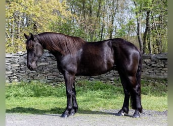 Fries paard, Ruin, 6 Jaar, 155 cm, Zwart