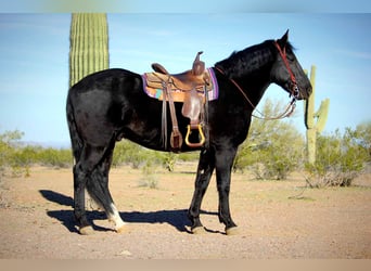 Fries paard, Ruin, 6 Jaar, 155 cm, Zwart