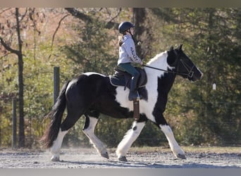 Fries paard Mix, Ruin, 6 Jaar, 157 cm, Gevlekt-paard