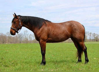 Fries paard, Ruin, 6 Jaar, 157 cm, Roan-Bay