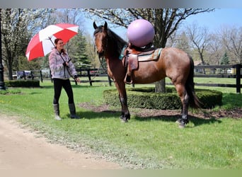 Fries paard, Ruin, 6 Jaar, 157 cm, Roan-Bay