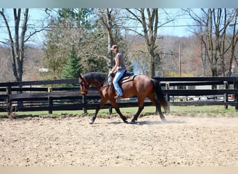 Fries paard, Ruin, 6 Jaar, 157 cm, Roan-Bay