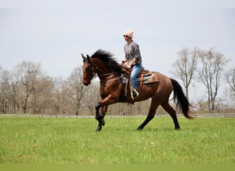 Fries paard, Ruin, 6 Jaar, 157 cm, Roan-Bay