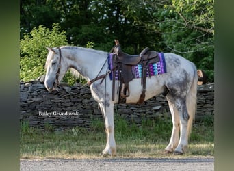 Fries paard, Ruin, 6 Jaar, 157 cm, Tobiano-alle-kleuren