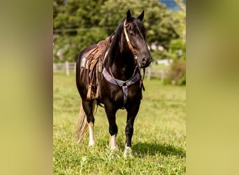 Fries paard, Ruin, 6 Jaar, 157 cm, Tobiano-alle-kleuren