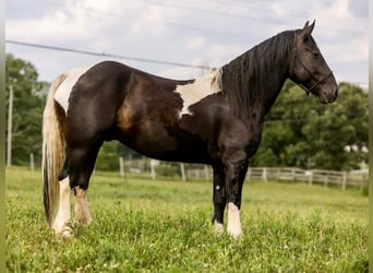 Fries paard, Ruin, 6 Jaar, 157 cm, Tobiano-alle-kleuren