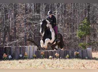 Fries paard Mix, Ruin, 6 Jaar, 157 cm