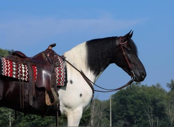 Fries paard Mix, Ruin, 6 Jaar, 157 cm, Zwart