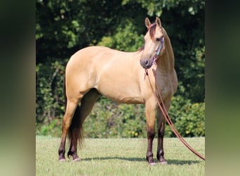 Fries paard, Ruin, 6 Jaar, 160 cm, Buckskin