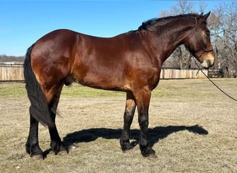 Fries paard, Ruin, 6 Jaar, 160 cm, Roodbruin