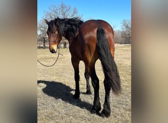 Fries paard, Ruin, 6 Jaar, 160 cm, Roodbruin