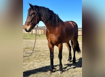 Fries paard, Ruin, 6 Jaar, 160 cm, Roodbruin