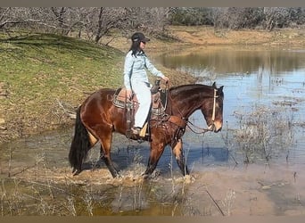 Fries paard, Ruin, 6 Jaar, 160 cm, Roodbruin