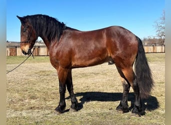 Fries paard, Ruin, 6 Jaar, 160 cm, Roodbruin