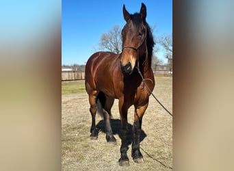 Fries paard, Ruin, 6 Jaar, 160 cm, Roodbruin