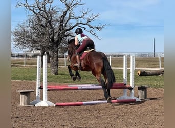 Fries paard, Ruin, 6 Jaar, 160 cm, Roodbruin