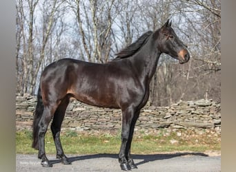Fries paard, Ruin, 6 Jaar, 160 cm, Roodbruin