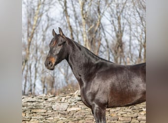 Fries paard, Ruin, 6 Jaar, 160 cm, Roodbruin