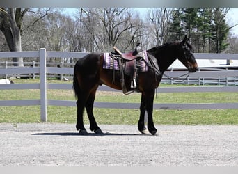 Fries paard, Ruin, 6 Jaar, 160 cm, Roodbruin