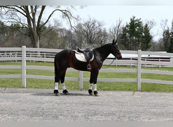 Fries paard, Ruin, 6 Jaar, 160 cm, Roodbruin