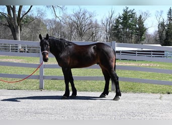 Fries paard, Ruin, 6 Jaar, 160 cm, Roodbruin