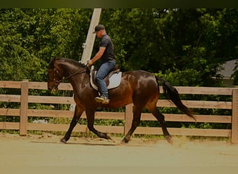 Fries paard, Ruin, 6 Jaar, 160 cm, Roodbruin