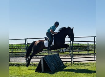 Fries paard Mix, Ruin, 6 Jaar, 160 cm, Roodbruin