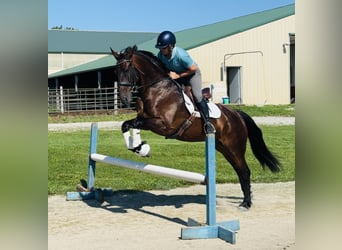 Fries paard Mix, Ruin, 6 Jaar, 160 cm, Roodbruin