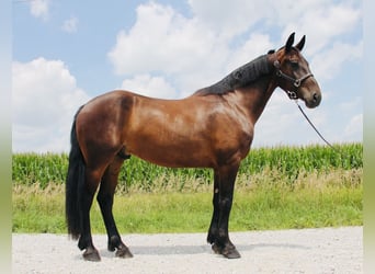 Friesen Mix, Wallach, 6 Jahre, 160 cm, Rotbrauner