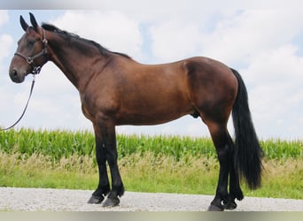 Fries paard Mix, Ruin, 6 Jaar, 160 cm, Roodbruin