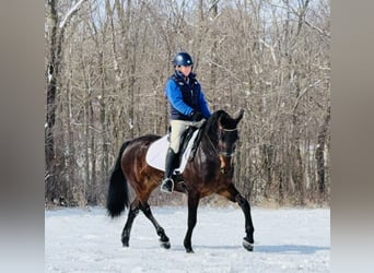 Fries paard Mix, Ruin, 6 Jaar, 160 cm, Roodbruin