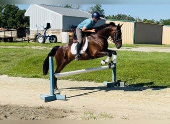 Friesen Mix, Wallach, 6 Jahre, 160 cm, Rotbrauner