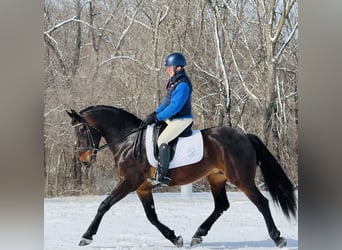 Fries paard Mix, Ruin, 6 Jaar, 160 cm, Roodbruin