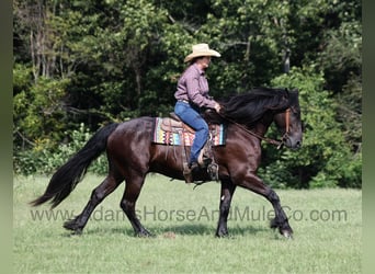 Fries paard, Ruin, 6 Jaar, 160 cm, Zwart