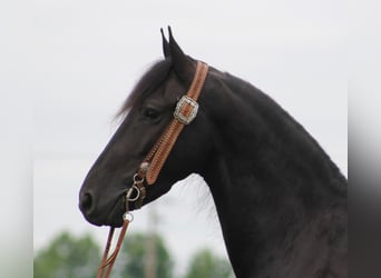 Fries paard, Ruin, 6 Jaar, 160 cm, Zwart
