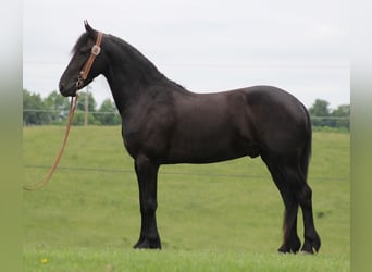Fries paard, Ruin, 6 Jaar, 160 cm, Zwart