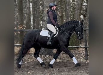 Fries paard, Ruin, 6 Jaar, 161 cm, Zwart