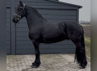 Fries paard, Ruin, 6 Jaar, 161 cm, Zwart