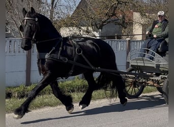 Fries paard, Ruin, 6 Jaar, 161 cm, Zwart