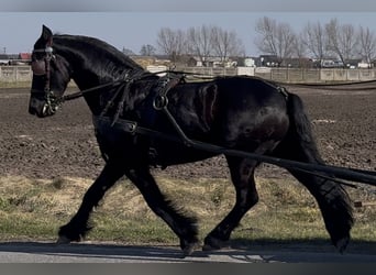 Fries paard, Ruin, 6 Jaar, 161 cm, Zwart