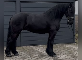 Fries paard, Ruin, 6 Jaar, 161 cm, Zwart