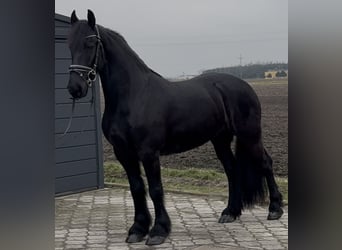 Fries paard, Ruin, 6 Jaar, 161 cm, Zwart