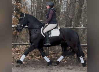 Fries paard, Ruin, 6 Jaar, 161 cm, Zwart