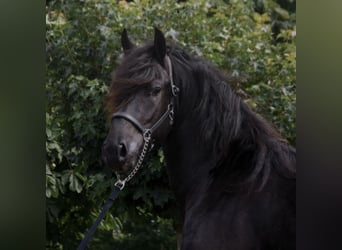 Fries paard, Ruin, 6 Jaar, 162 cm, Zwart