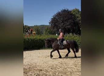 Fries paard, Ruin, 6 Jaar, 162 cm, Zwart
