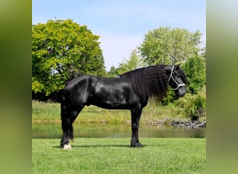 Fries paard, Ruin, 6 Jaar, 162 cm, Zwart