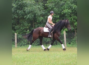 Fries paard, Ruin, 6 Jaar, 162 cm, Zwart